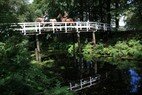Paarden in Elfbergen
